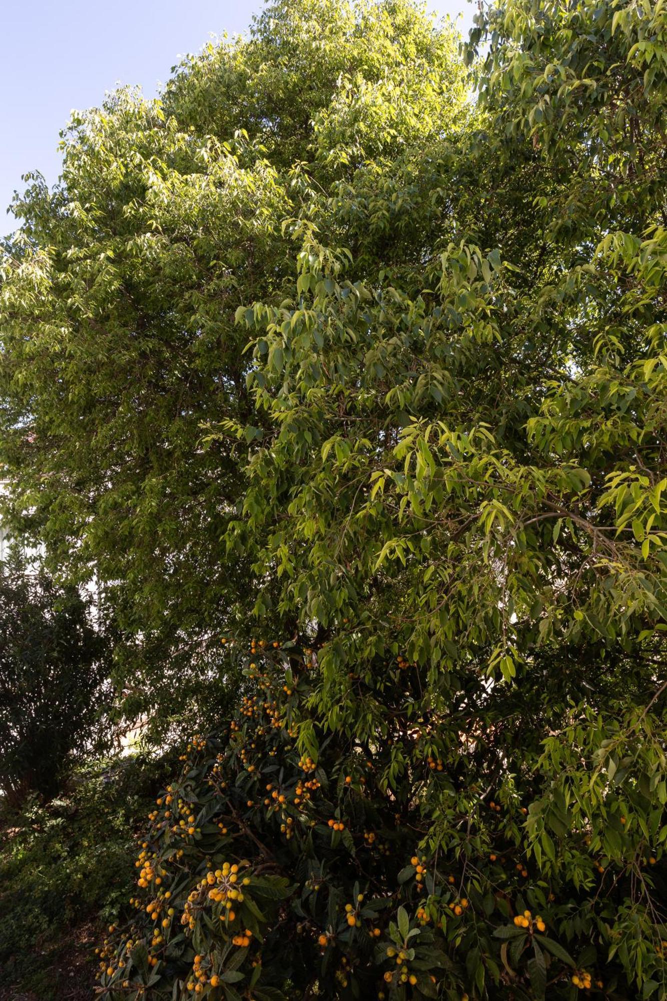 Bliss Apartment Near Bellevue Beach Dubrovnik Exterior foto